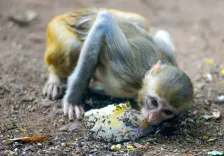 Did Authorities Discover 20 Monkey Carcasses in Karnataka? Poisoning Suspected